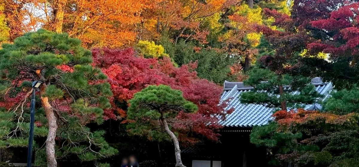 Autumn Leaves Near Tokyo 2026: Where to Go, Week by Week