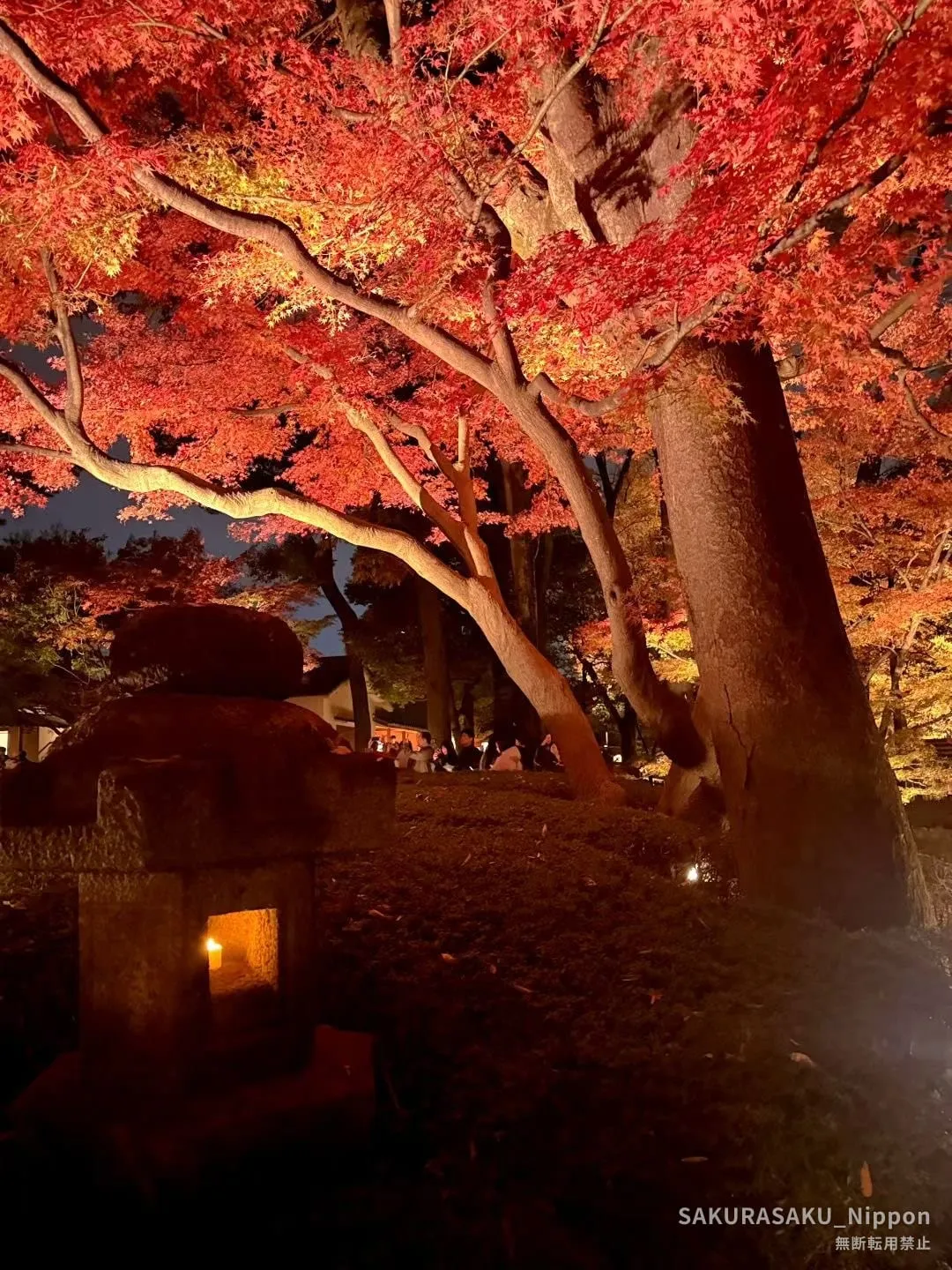 A stone lantern under lit-up maples at Otaguro Park
