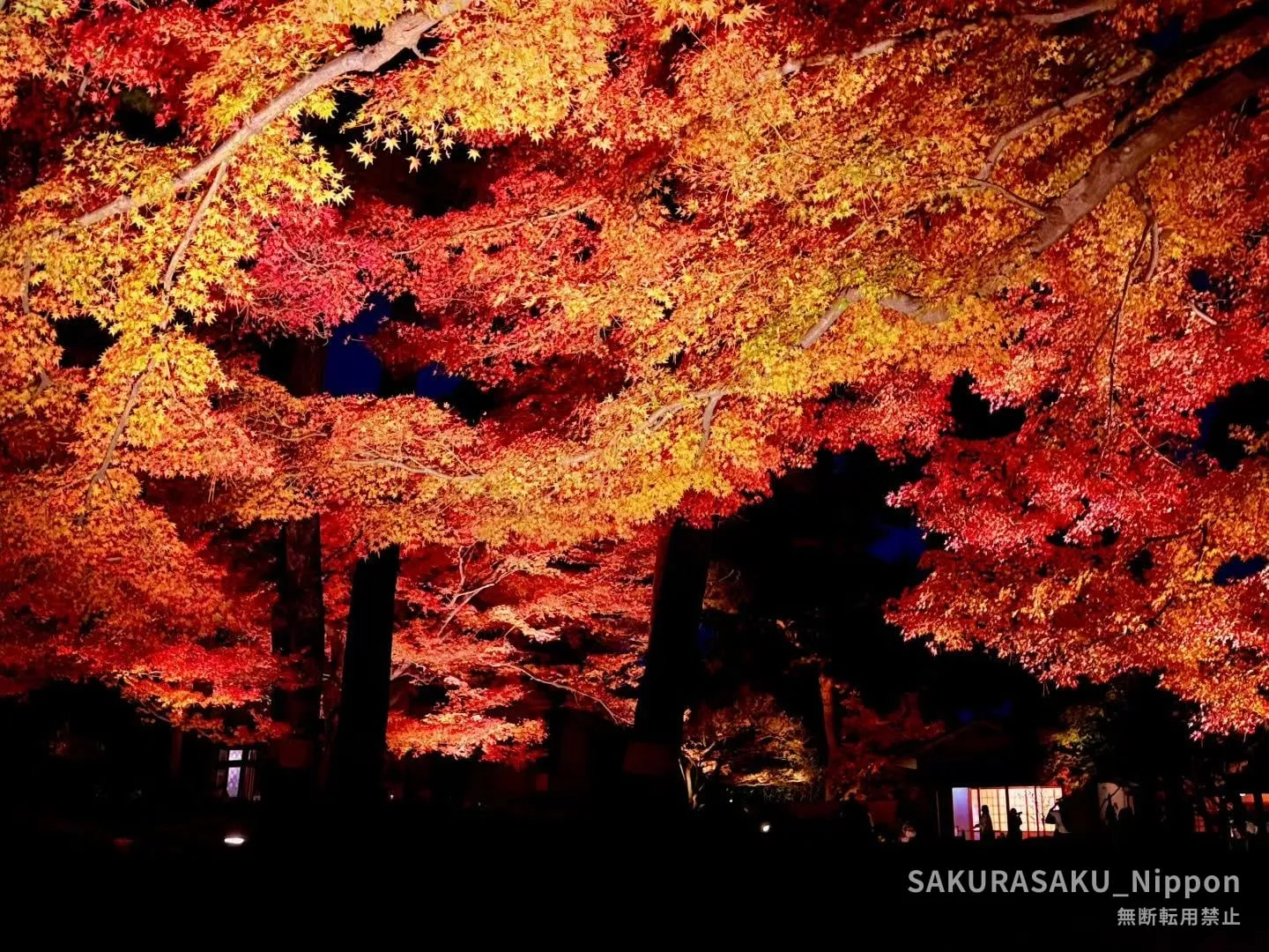 Red and yellow maples glowing under the lights at Otaguro Park